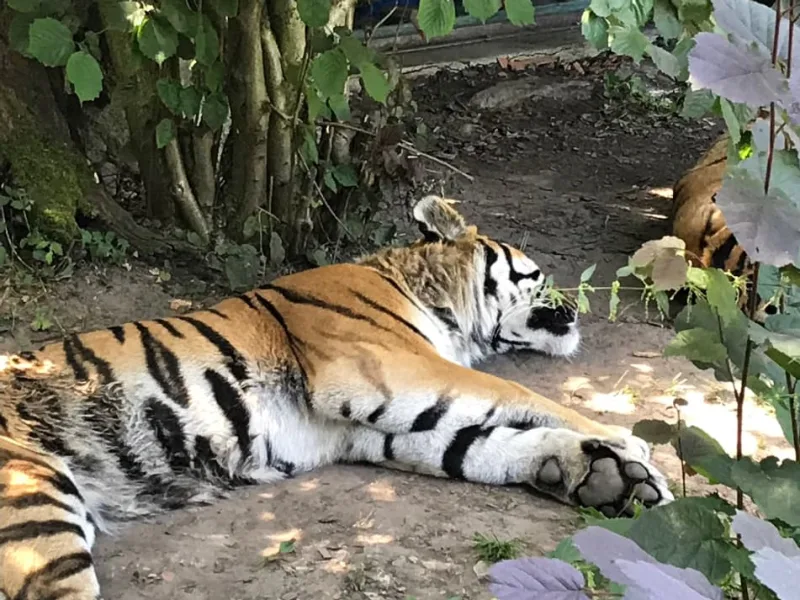 Projekt SA Tigerpfad Aschersleben: Ruhender Tiger