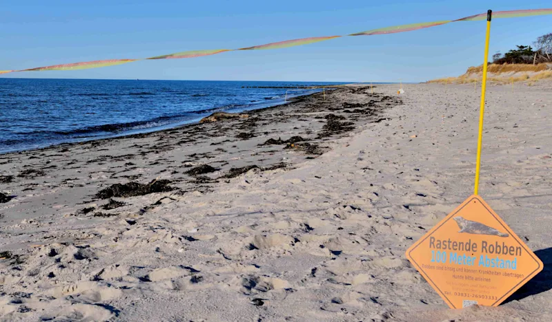 Projekt Netzwerk Kegelrobbe MV Robbe am Strand