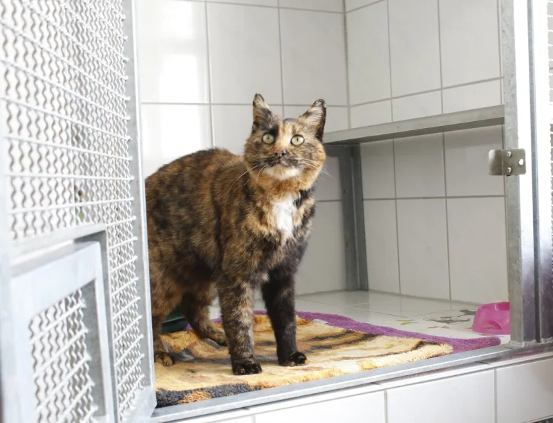 Projekt SA Tierheim Freyburg: Katze in Quarantänestation