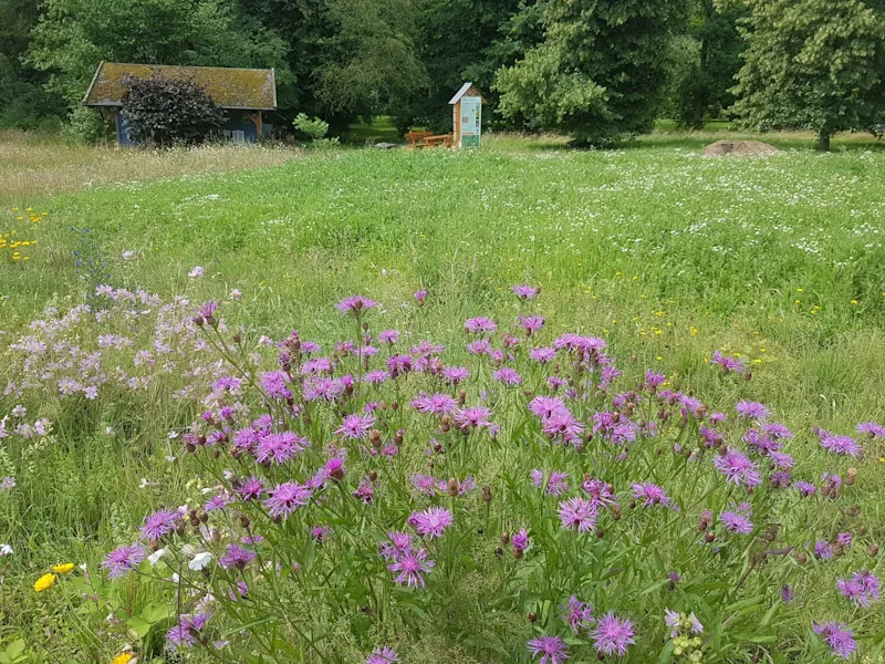 Projekt Hummellehrpfad Nds: Ansicht mit Blumen