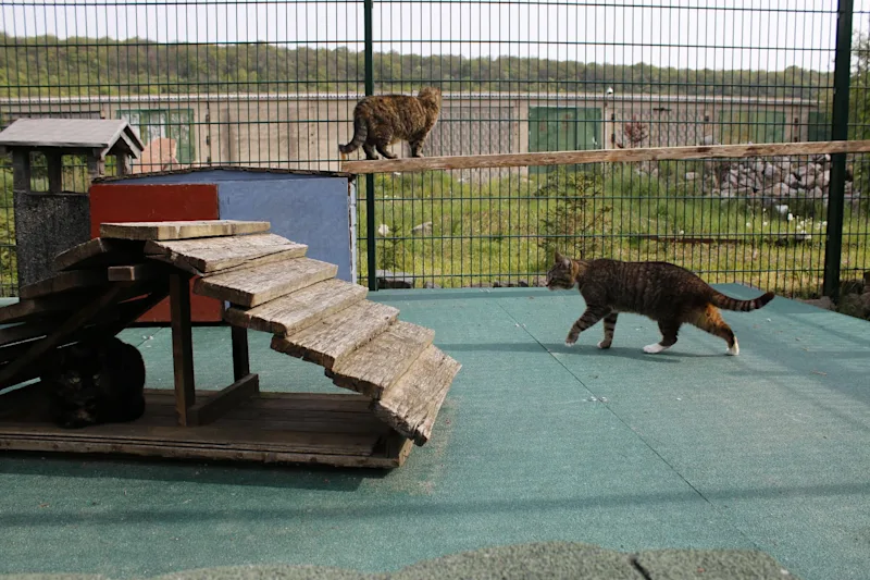 Projekt SA Tierheim Freyburg: Katzengehege