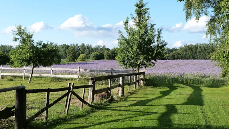 Projekt Blühstreifen SH: Weide und lila Blumen