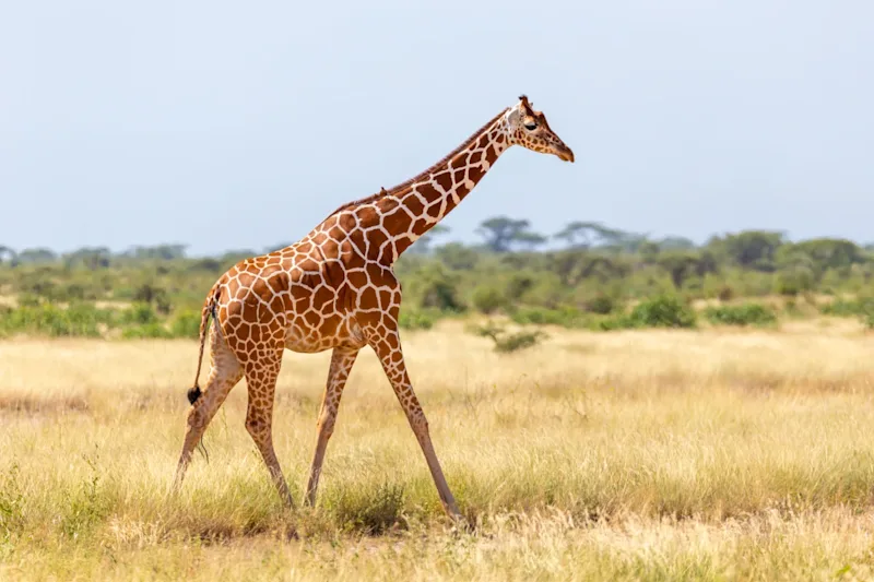 Giraffe AdobeStock