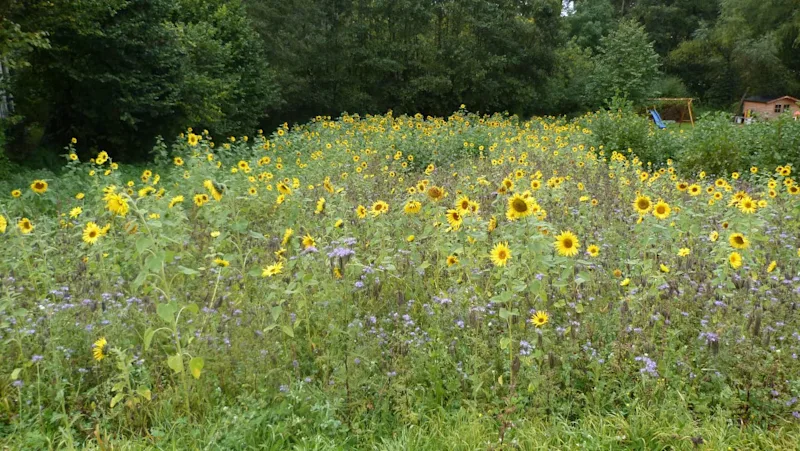 Projekt Blühstreifen SH: Sonneblumen