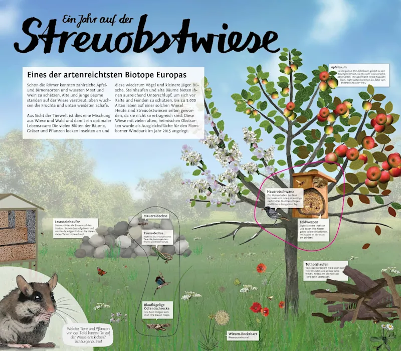 Projekt Volgellehrpfad RLP: Infotafel Streuobstwiese