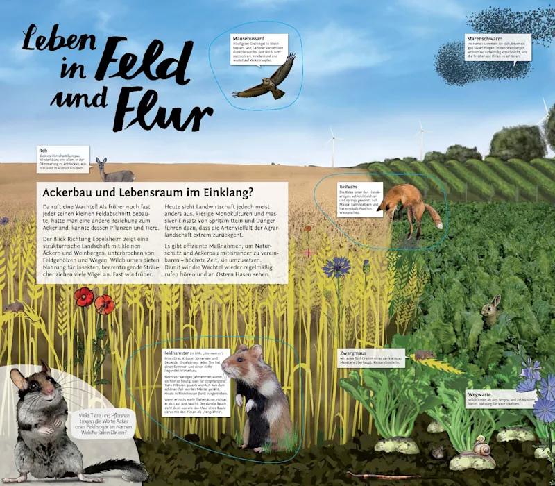 Projekt Entdeckerpfad RLP: Infotafel Lebensraum Ackerland