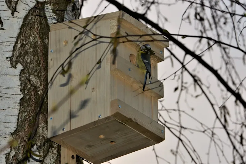 Nistkasten am Baum mit Vogel und Ästen