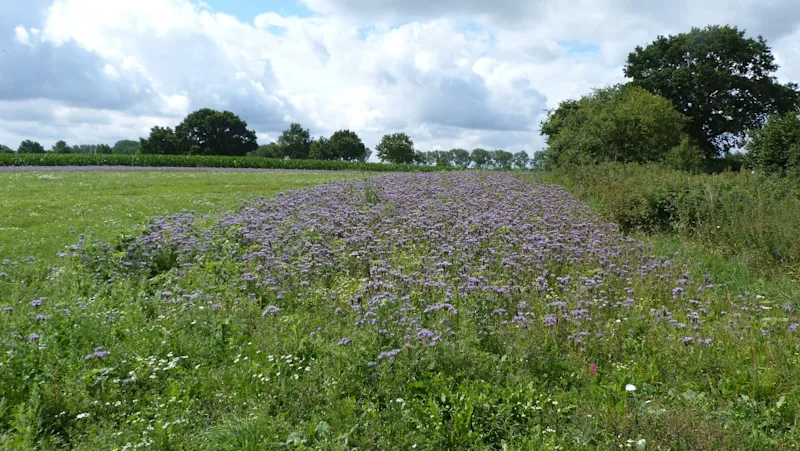 Projekt Blühstreifen SH: Lila Blumen